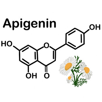 Que fait l'apigénine dans le corps ?